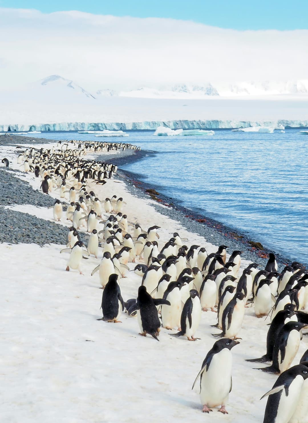 Antarctica